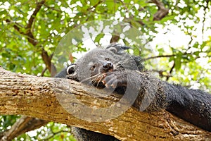 Bearcat sleeping on a tree