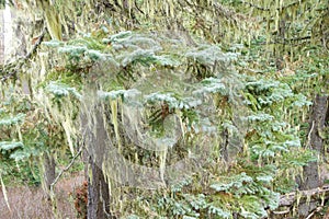 Beard lichen Alectoria
