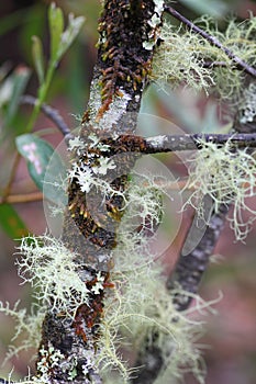Beard lichen on bark of dying tree, vegetation in Australia