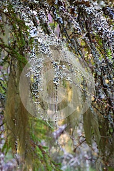 Beard lichen on a branch in the woods