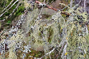 Beard lichen