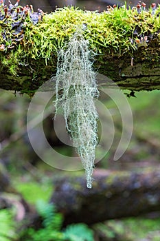 Beard lichen hanging from a tree branch