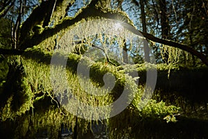 Beard Lichen Pacific Northwest