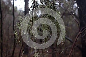 Beard lichen tree. Usnea. Humid forest. Old man s beard