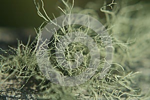 Beard Lichen, Usnea sp. Copalis photo