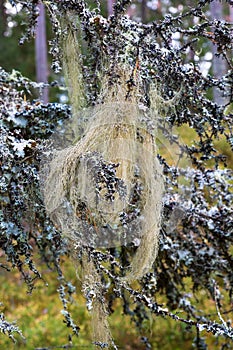 Beard lichen in a woods