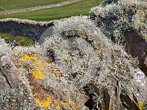 Beard moss lichen usnea growing on a dry stone wall near Sumburgh Head at the most southerly point of Shetland, Scotland, UK