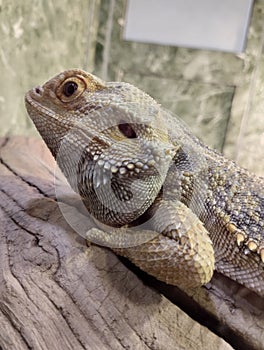 bearded agama, an exotic lizard in a terrarium