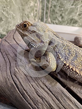 bearded agama, an exotic lizard in a terrarium