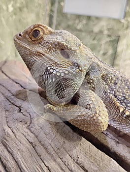 bearded agama, an exotic lizard in a terrarium