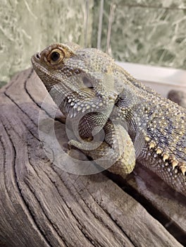 bearded agama, an exotic lizard in a terrarium