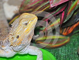 Bearded agama Latin. Pogona vitticeps, or bearded lizard