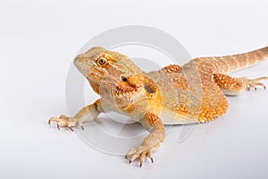 Bearded agama lizard