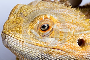Bearded agama lizard