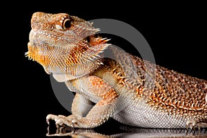 Bearded Agama lizard