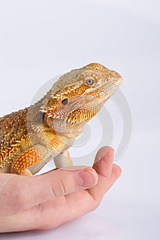 Bearded Agama lizard on hand