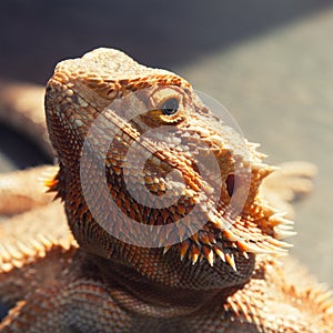 Bearded agama lizard