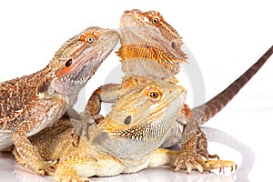 Bearded Agama lizards