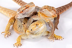 Bearded agama lizards photo