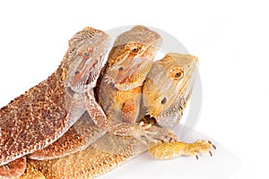 Bearded Agama Lizards photo