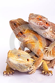 Bearded agama lizards photo