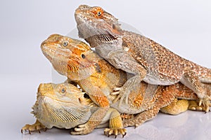 Bearded agama lizards photo