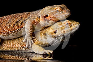 Bearded agama lizards