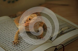 Bearded agama Pogona vitticeps with old book