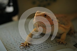 Bearded agama Pogona vitticeps with old book