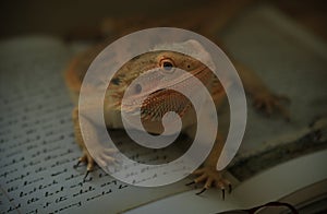 Bearded agama Pogona vitticeps with old book