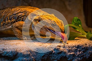 Bearded Agama portrait in terrarium