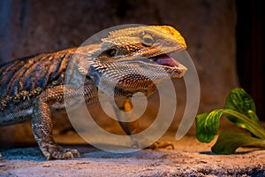 Bearded Agama portrait in terrarium