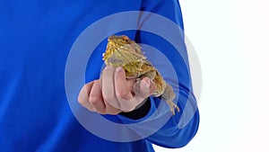 Bearded agama sitting on the hand of boy and he stroking her at white background. Slow motion. Close up