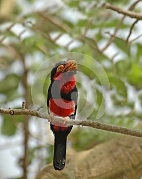 Bearded Barbet