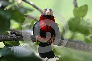 Bearded Barbet