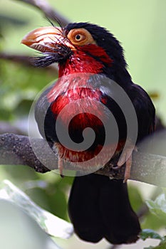 Bearded Barbet