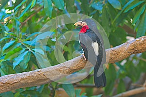 Bearded Barbet - African Barbet sitting on a branch.