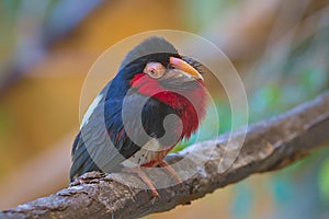 Bearded Barbet - African Barbet sitting on a branch.