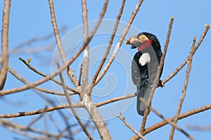 Bearded Barbet, bird of Gambia