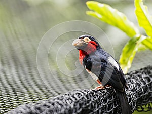 Bearded barbet bird photo