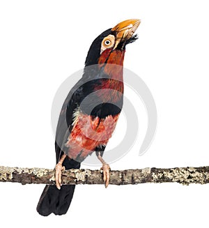 Bearded Barbet on a branch - Lybius dubius photo