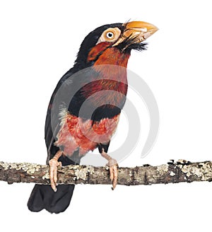 Bearded Barbet on a branch - Lybius dubius photo