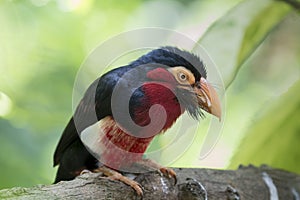 Bearded barbet Lubius dubius