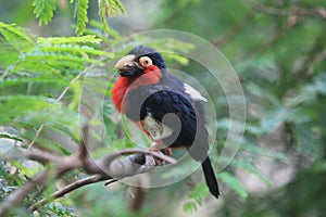 Bearded barbet
