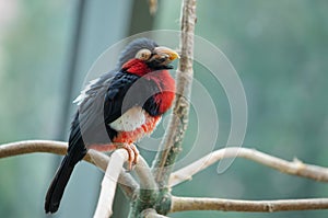 The bearded barbet