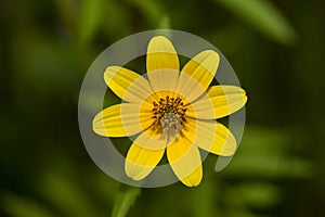 Bearded Beggartick Bidens aristosa