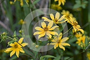 Bearded Beggartick Bidens aristosa