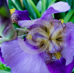 Bearded brilliant purple iris in the shade