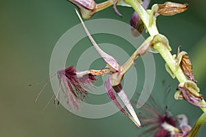 Bearded Bulbophyllum Orchid