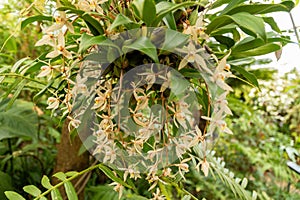 Bearded Coelogyne or Coelogyne Flaccida plant in Zurich in Switzerland